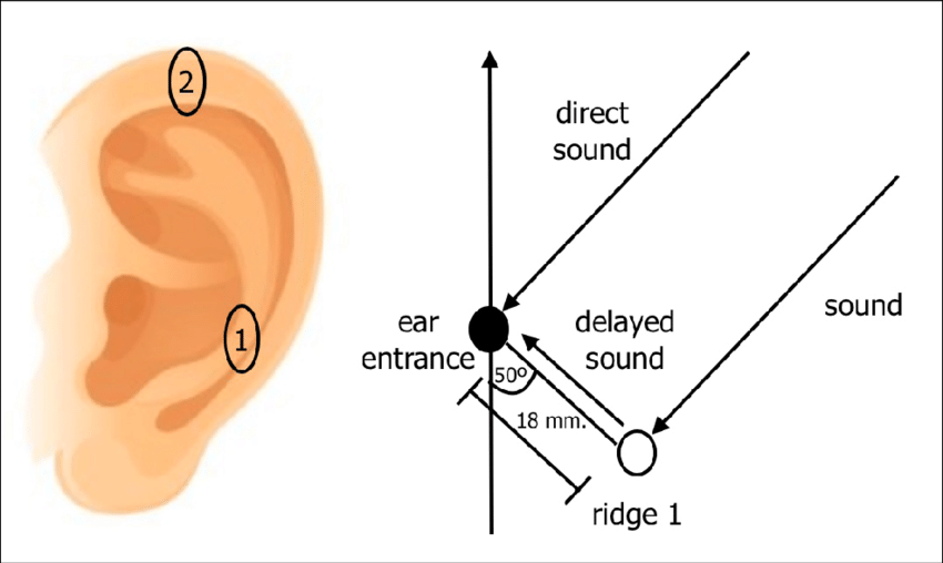 Reflection of sound waves off the ear provides cues